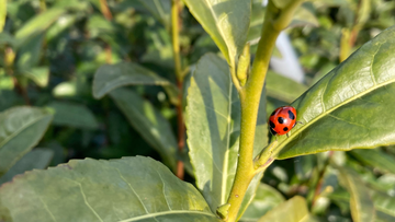 Meet the brains behind our Uji farm