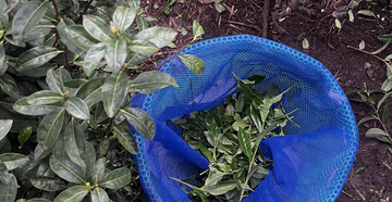 A Conversation With Our Uji Farm